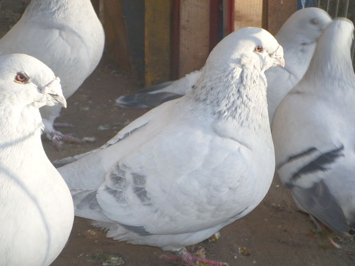 SAM_9021 - INSTANTANEE PRIN VOLIERA