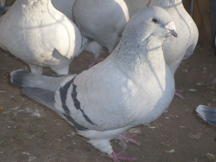 SAM_9023 - INSTANTANEE PRIN VOLIERA