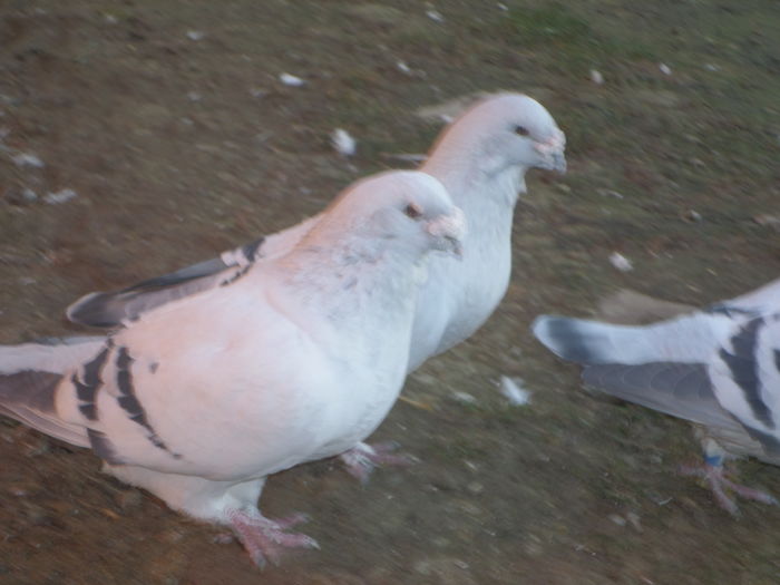 SAM_9026 - INSTANTANEE PRIN VOLIERA