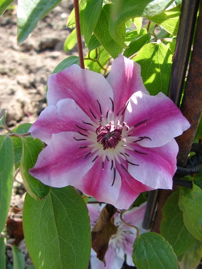 clematites - Florile mele