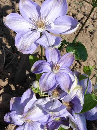 clematites