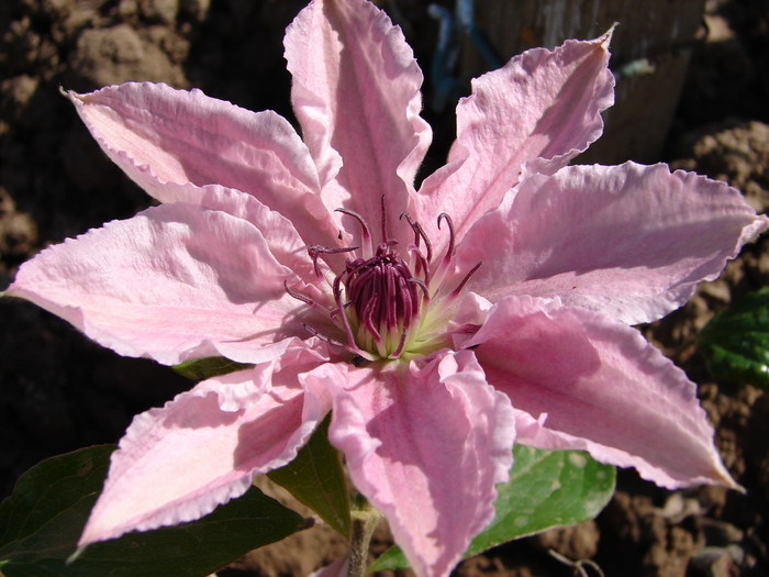 clematites - Florile mele