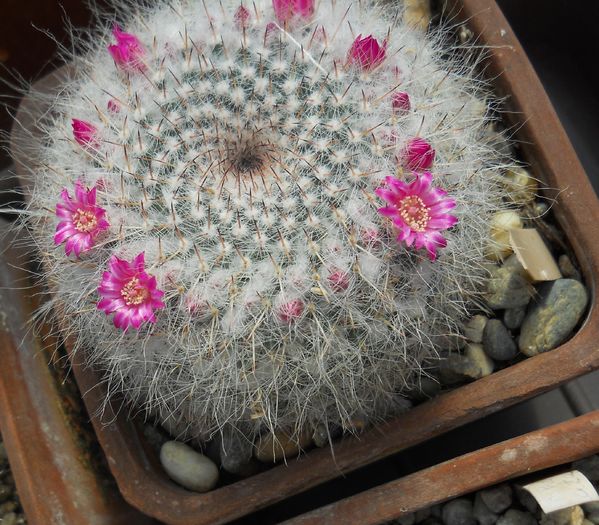 Mammillaria hahniana ssp woodsii