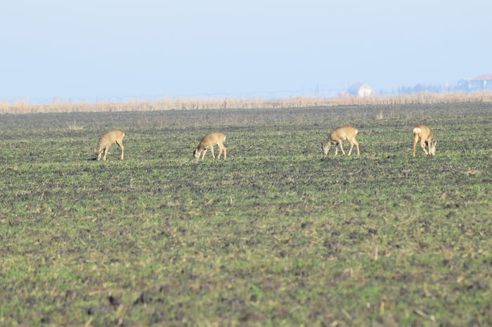 DSC_1638 - DE PRIN NATURA