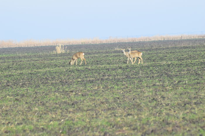 DSC_1648 - DE PRIN NATURA