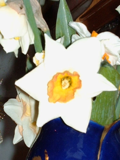 HPIM0949 - Florile mele