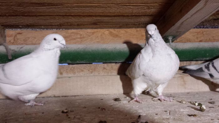 F-2011-2846&F-2014-145