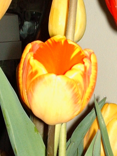 HPIM0980 - Florile mele
