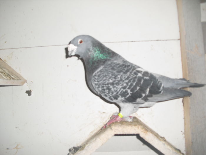 m2011 de vanzare 150 lei