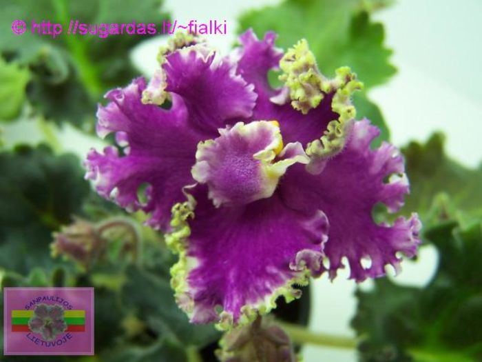 Frosted Flames - 0 Wishlist Ramona