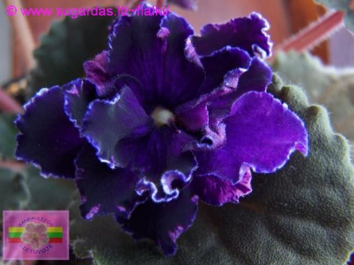 Rainbows Black Frost