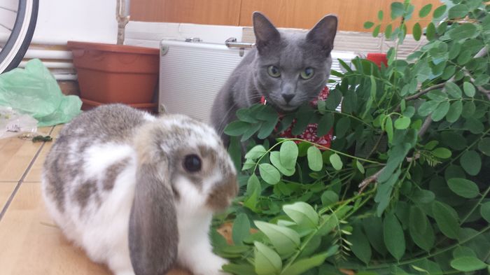 Bunny and cat - Animalute de oras