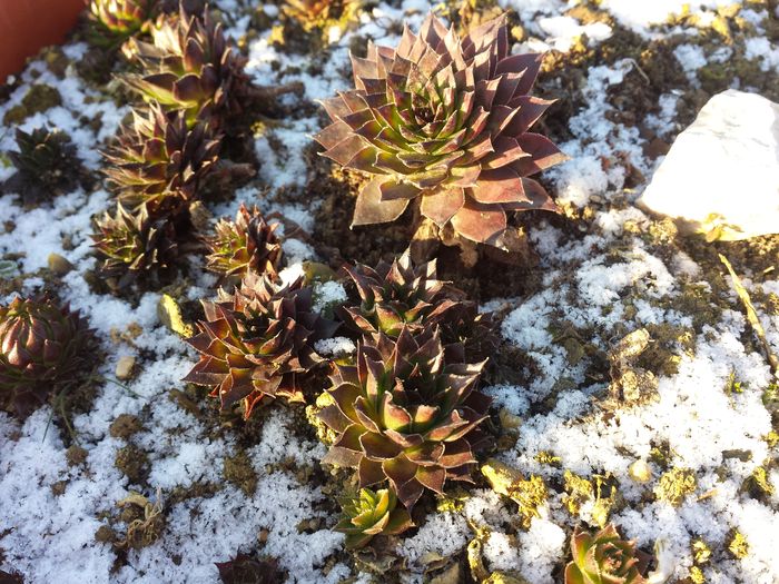 Sempervivum - Sempervivum - 2016