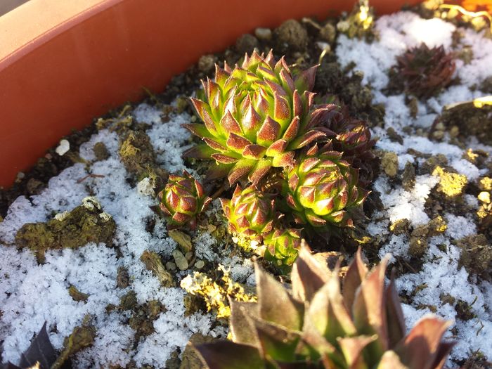 Sempervivum