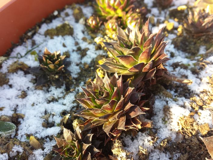 Sempervivum - Sempervivum - 2016