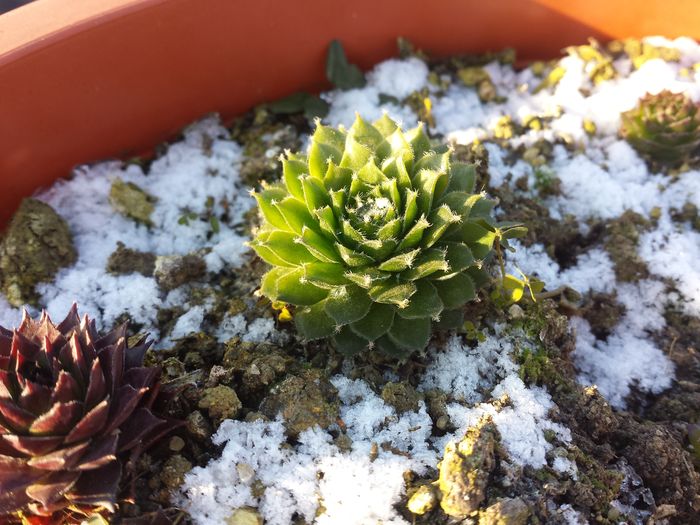 Sempervivum