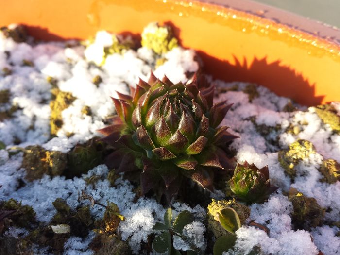 Sempervivum - Sempervivum - 2016