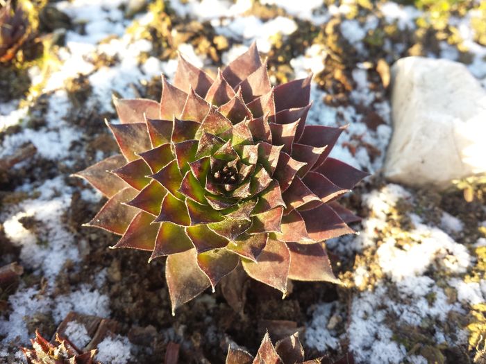 Sempervivum - Sempervivum - 2016