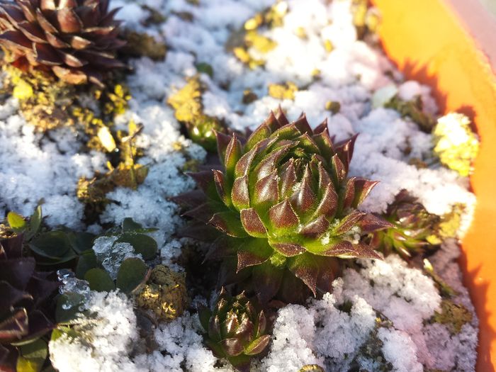 Sempervivum