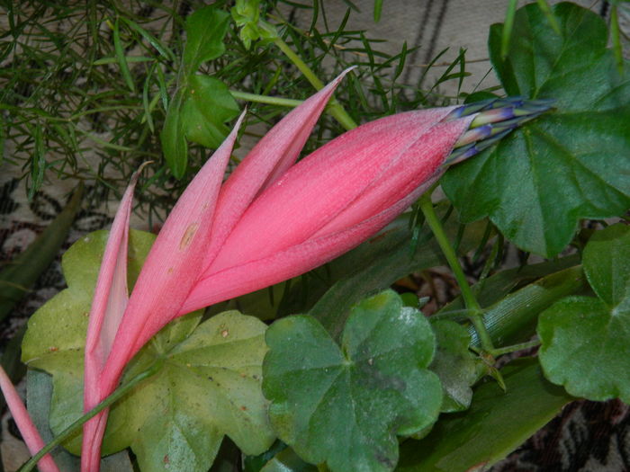 DSCN6148
