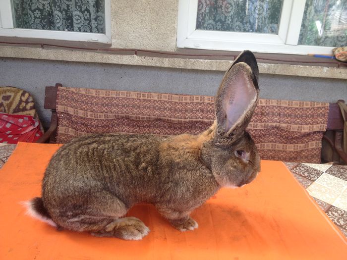 Ro 328 1131(M2)!! KNOLL!!; linie Knoll
 Ro 328 1131(M2)!! KNOLL!!; linie Knoll