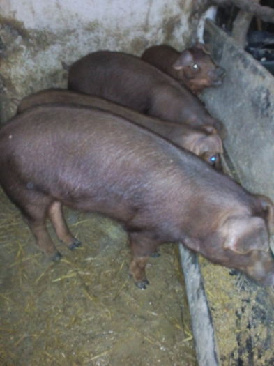 IMG_20151203_120221 - Duroc