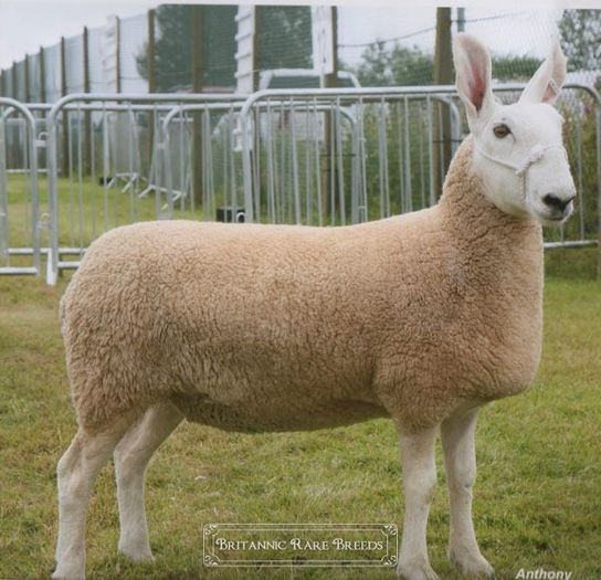 BorderLeicestershearlingewe