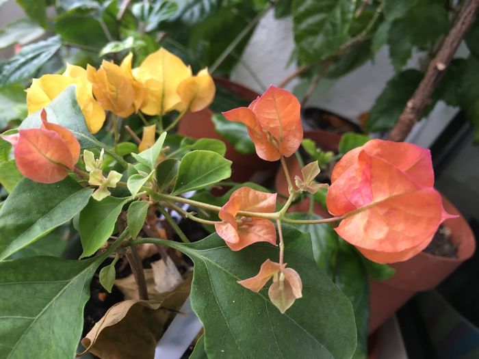 Golden Tango si Rosenka - Buga