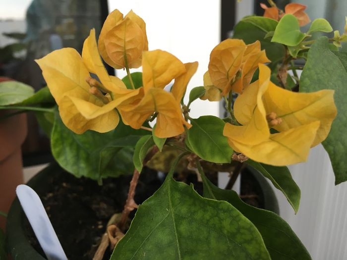 Golden Tango - Buga