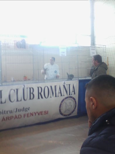 IMG_20151212_102422 - EXPO SPECIALIZATA FANTAIL CLUB ROMANIA