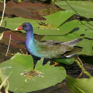 96188_25b8a8f3ae978fd493b91d02acbf3abd_mdsq - BIRDS