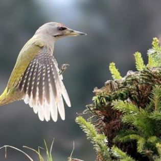 96458_95ccf3d07cb5fb0121b321ffff4c6b41_mdsq - BIRDS