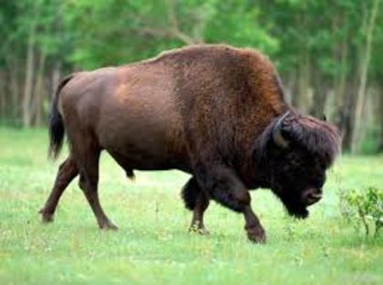 index - bizonii