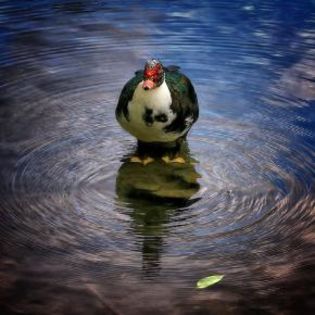 96573_dc63b5b978173cb8656198a14c6cbbe7_mdsq - BIRDS