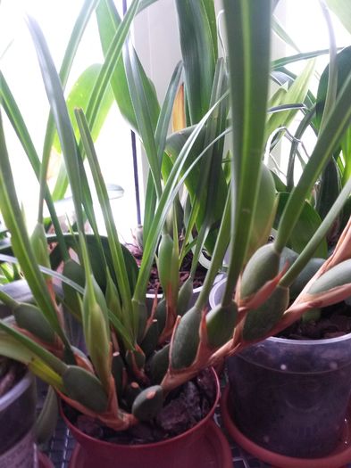 maxillaria tenuifolia 2016.01.02 - maxillaria