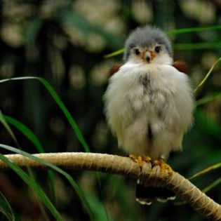 96608_6152a98eae6dc5872b532864d50e613f_mdsq - BIRDS