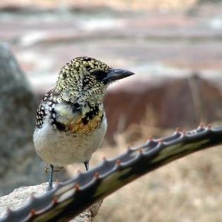 96611_ae2ff5cdcb1b578cdb8948c1a29b1c78_mdsq - BIRDS