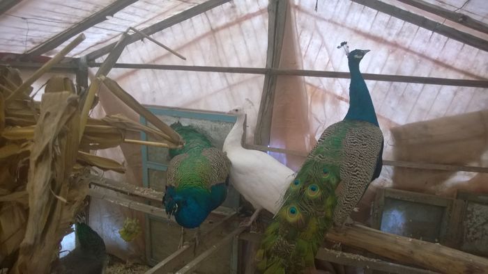 WP_20160102_006 - Paunii mei