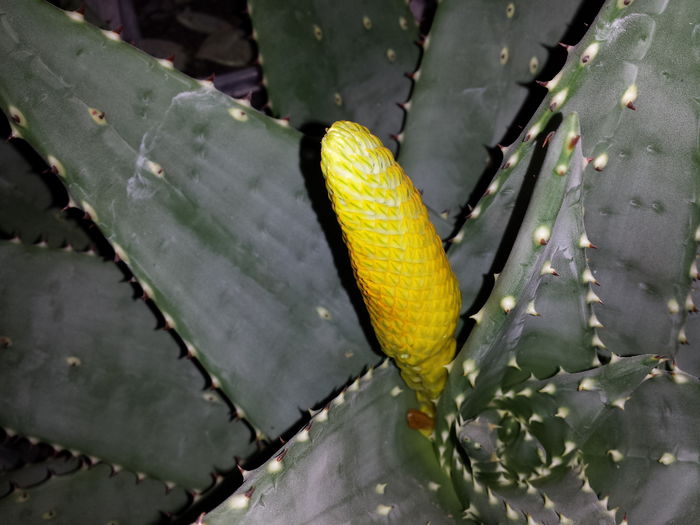 Aloe aculeata crousiana