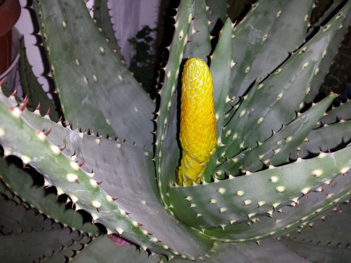 Aloe aculeata crousiana - Suculente - 2016