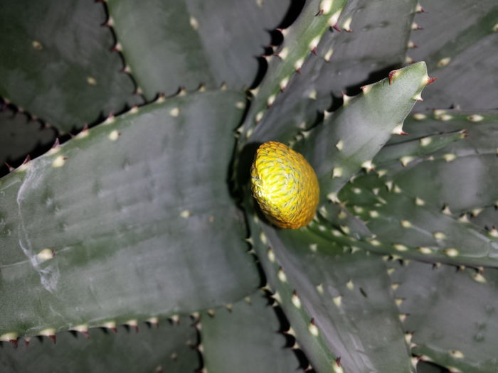 Aloe aculeata crousiana