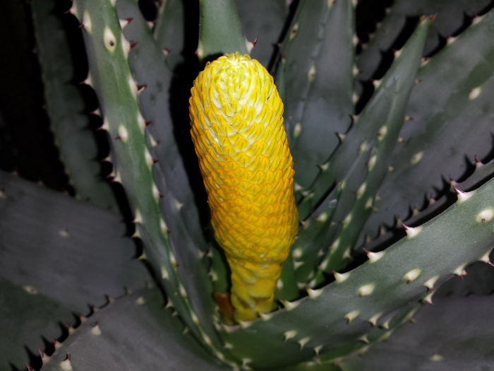 Aloe aculeata crousiana - Suculente - 2016