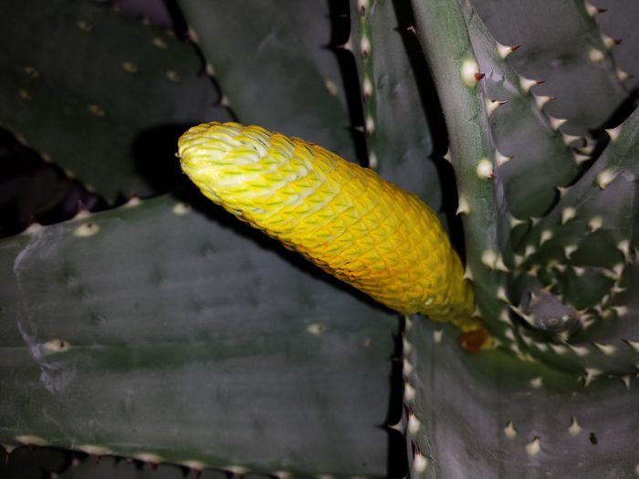 Aloe aculeata crousiana