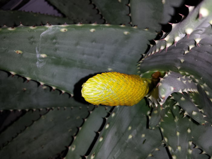 Aloe aculeata crousiana - Suculente - 2016