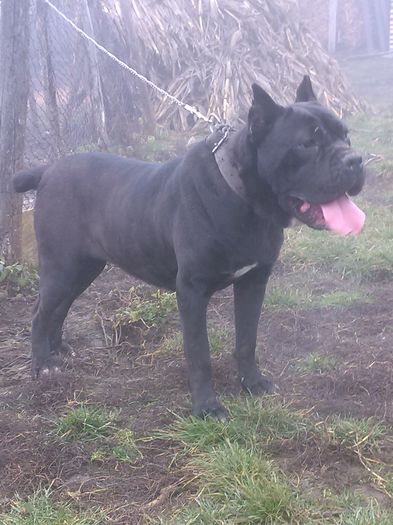 IMG_20151227_131629 - p---LEIDY PAZNIKUL CURTII