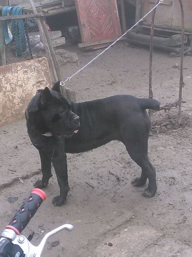 IMG_20151227_132007 - p---LEIDY PAZNIKUL CURTII