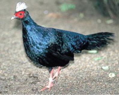 fazan negru - fazanul comun