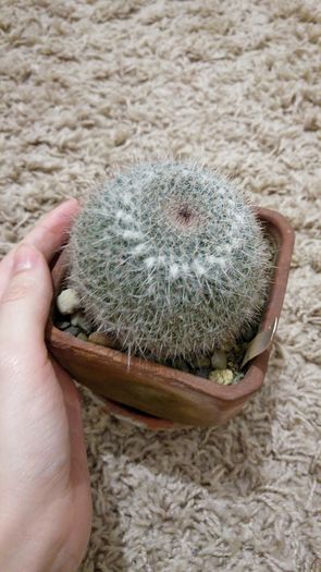 Mammilaria Hahniana Woodsi
