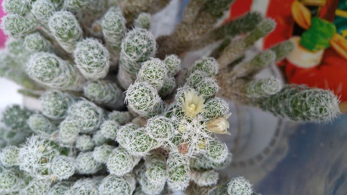 Mammillaria gracilis - Cactusi si Suculente