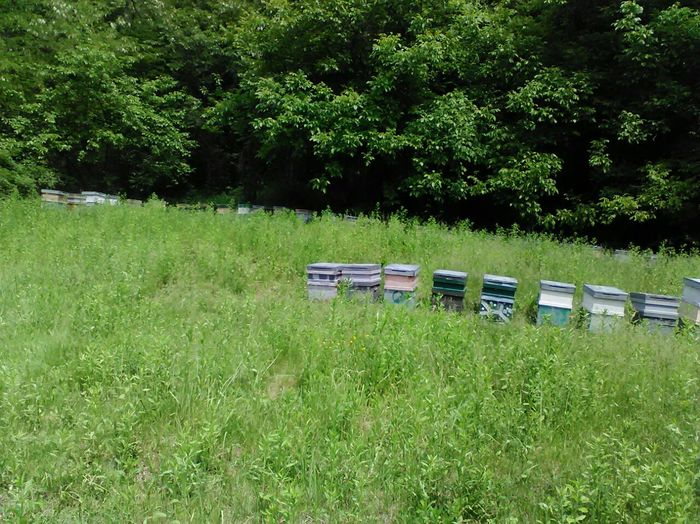 IMG-20150520-WA0000 - Albinute 2015